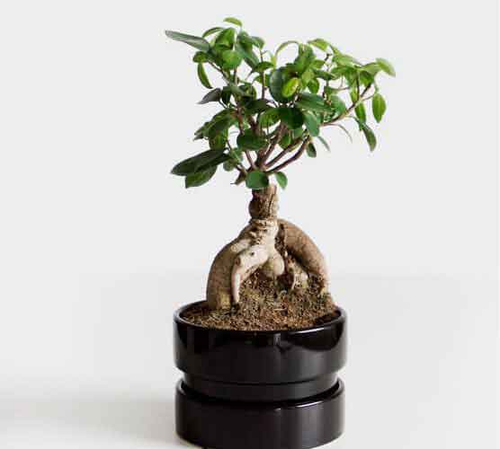 网络短信免费版