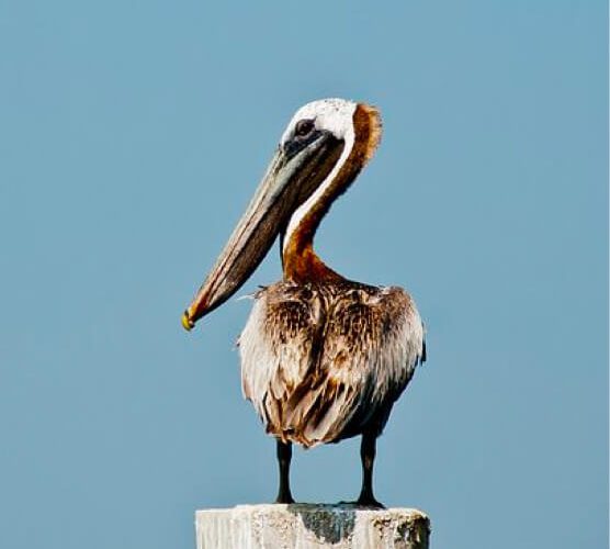 一键安装简单的泡泡短信压力测试官网